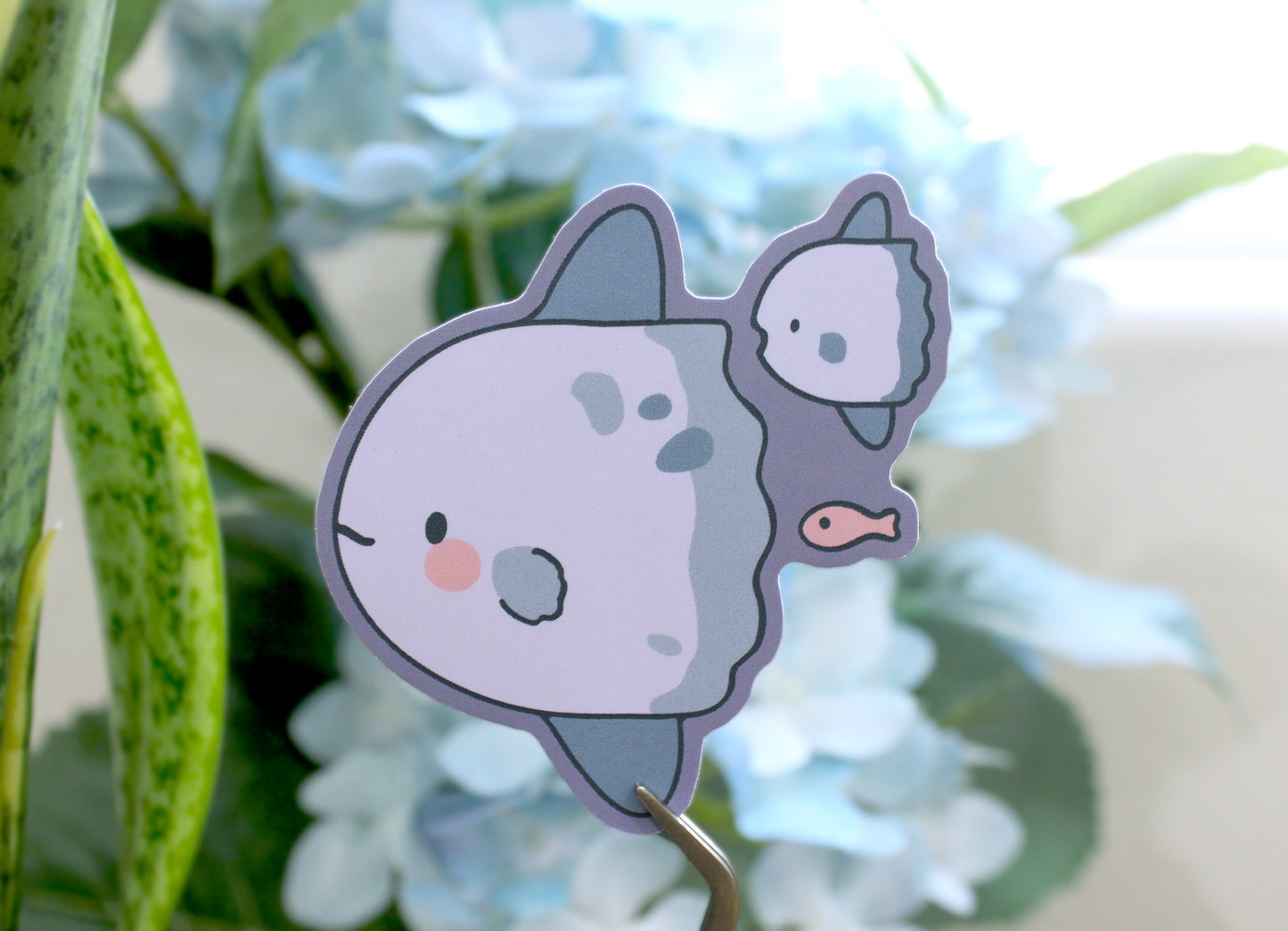 Mola Mola - High Quality Vinyl Sticker